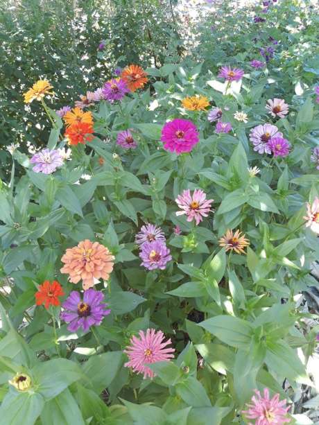 Zinnia "Love Power"