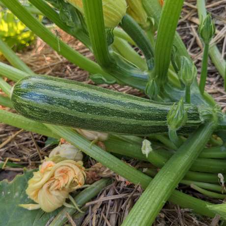 Courgette Cocozelle de Tripolis