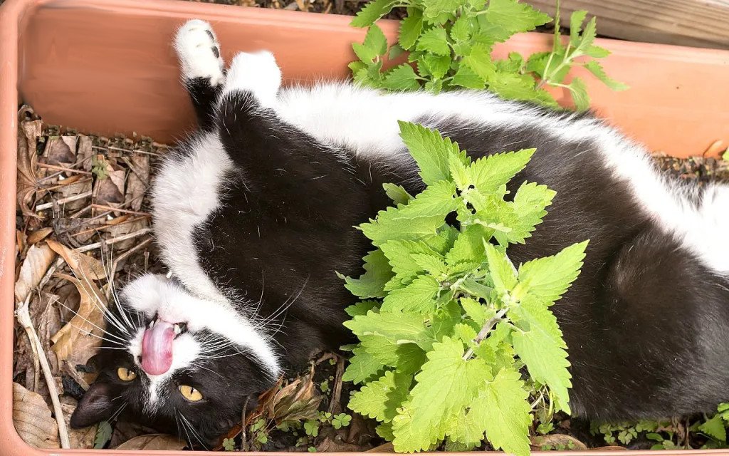 Herbe à chat – Cataire