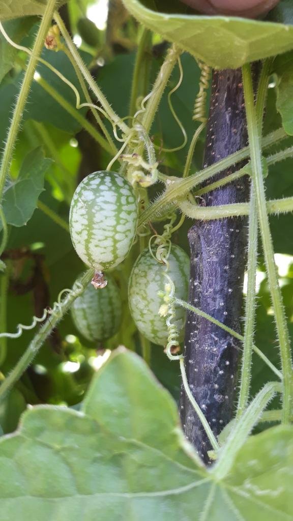 Melon souris Melothria 'Cucamelon' 3 m² - Semences de fruits