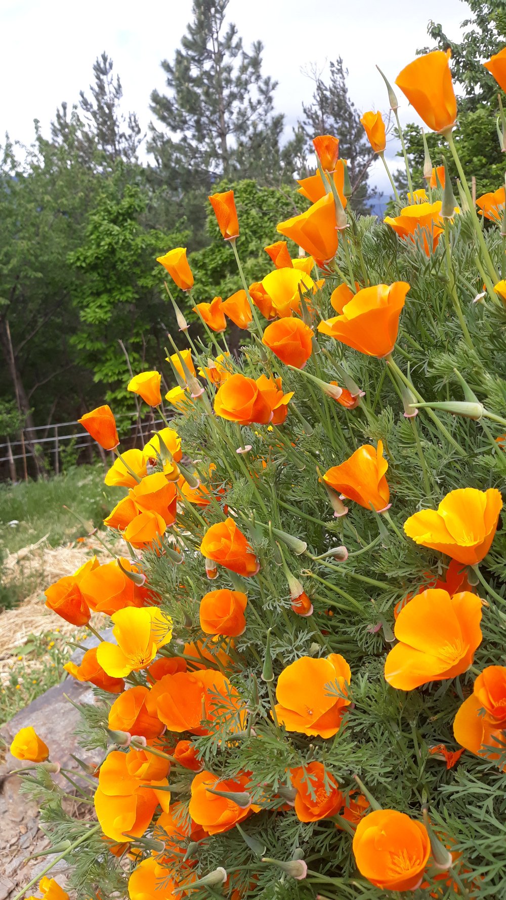 C-LARSS 100pcs / Sac Graines D'Eschscholzia, Graines De Fleurs De Jardin De  Bonsaï Orange De Bonne Récolte Annuelle Pour La Maison Graines de pavot de  Californie : : Jardin