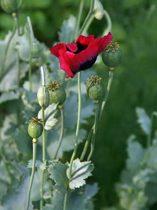 Pavot à Opium The Giant (papaver Somniferum) - Graines Baumaux
