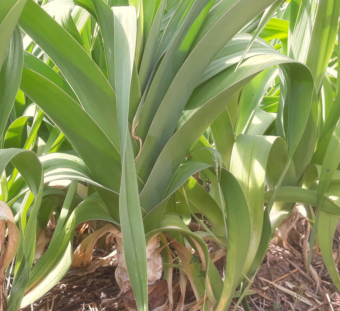 Graines biologiques de Poireau Jaune Gros du Poitou Pensez Sauvage