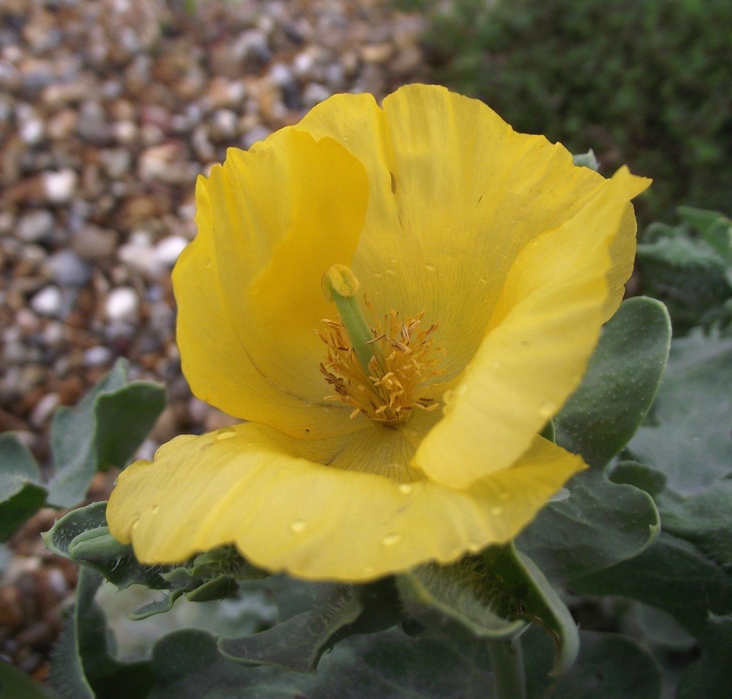 Yellow Korner　Fleurs De Pavot　60×80 Graines biologiques de Pavot Cornu - Pensez Sauvage