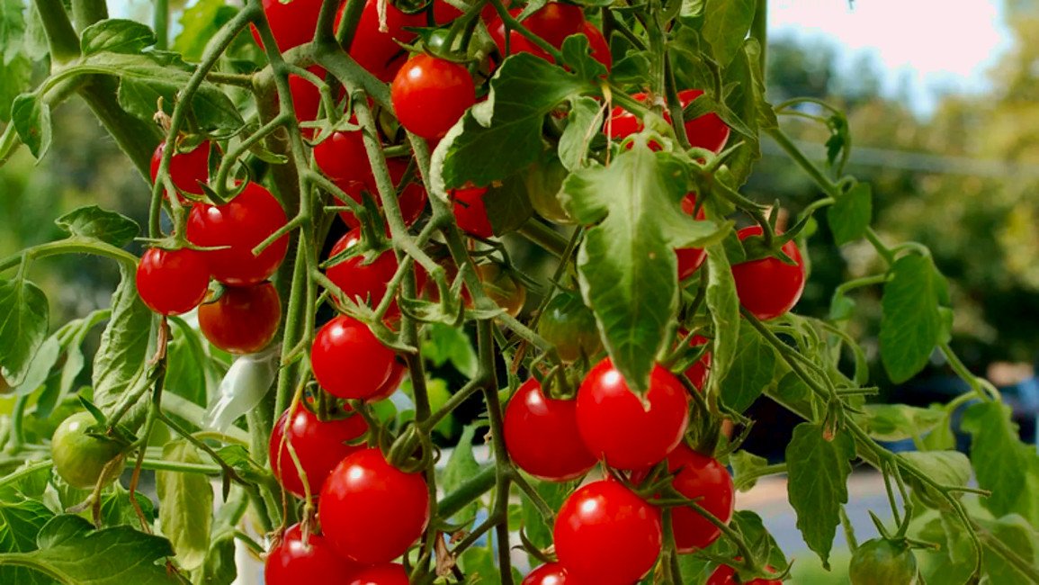Tomate cerise – Graines BIO  Cultiver bio, c'est bon pour la santé!