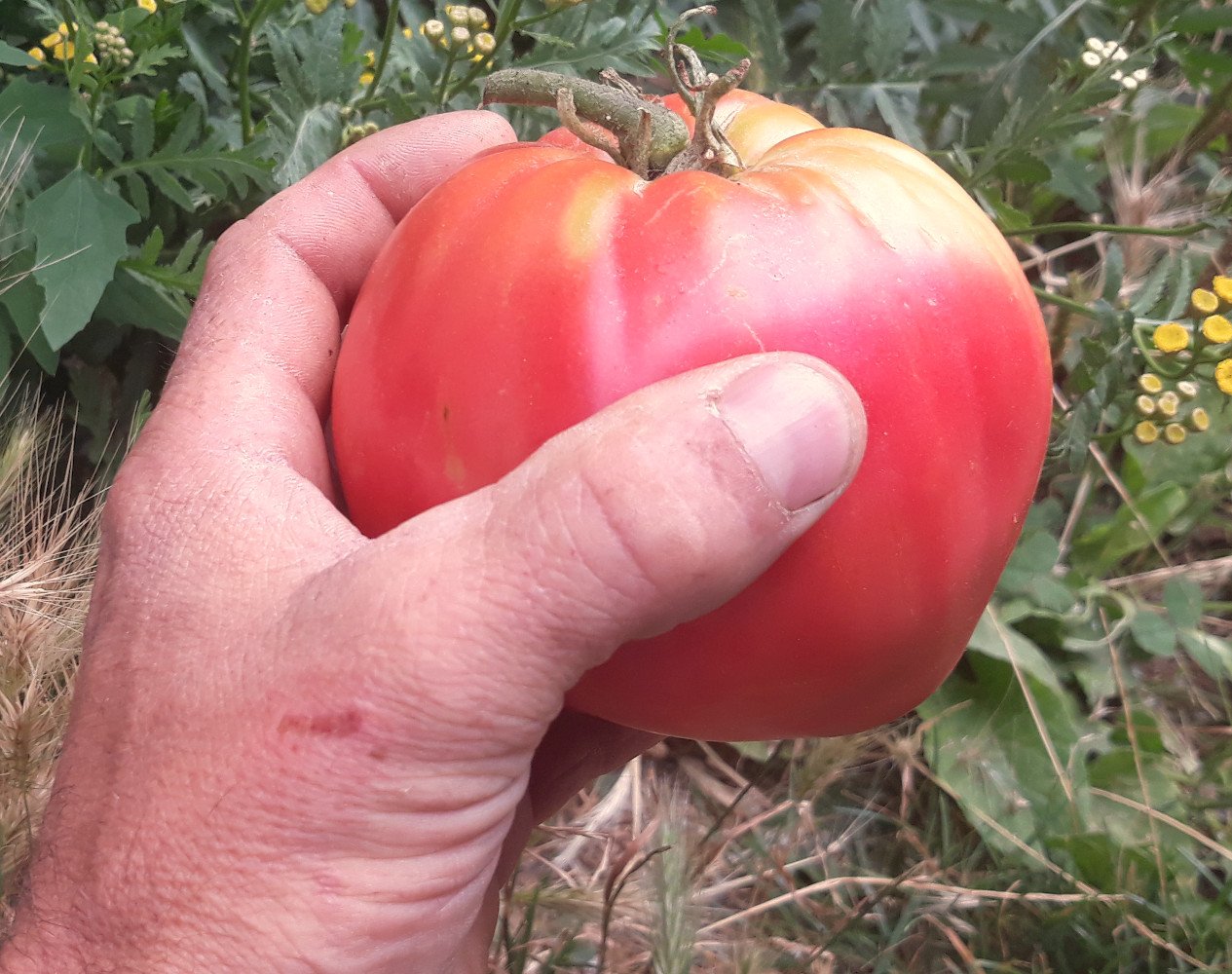 Quand semer des graines de tomates cœur de bœuf? - Blog de Graines