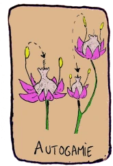 schema d'autogamie