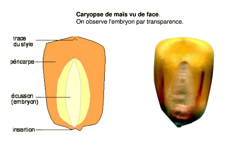 coupe d'un grain de mais