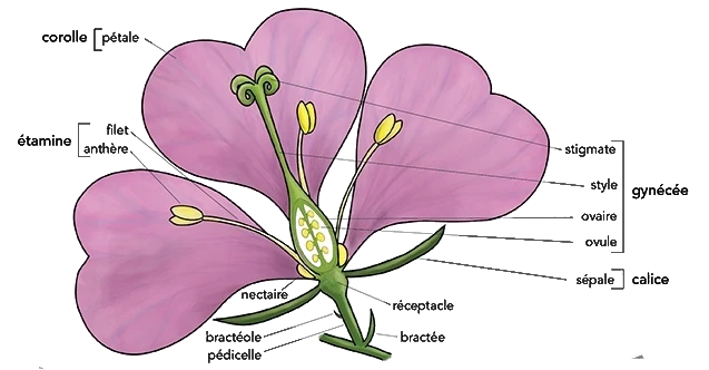anatomie d'une fleur