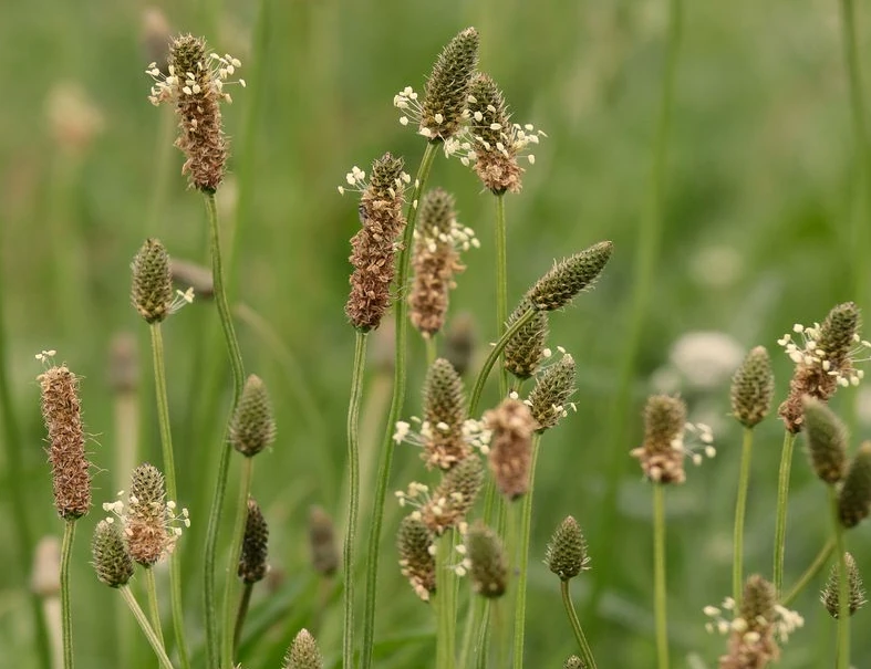fleurs de plantain dans un champs