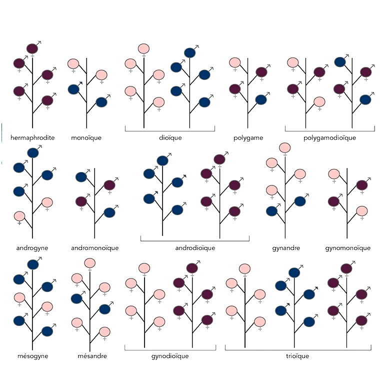 schema des differents type sexuels chez les plantes