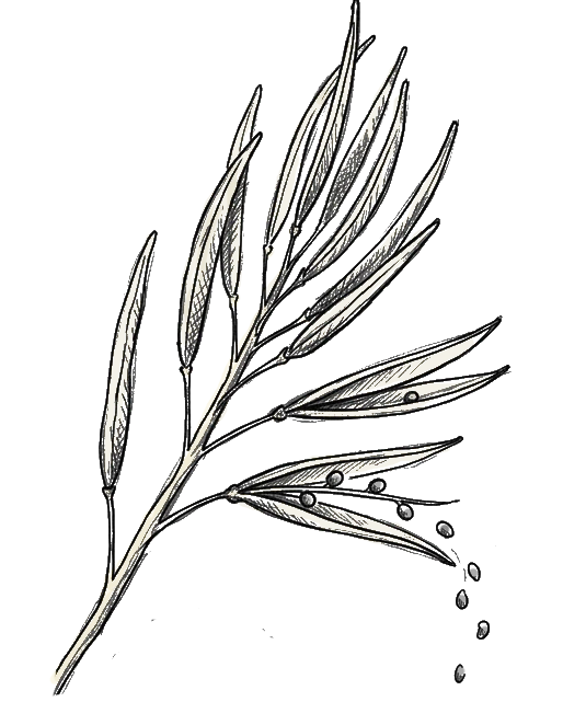 dessin de siliques de crucifères