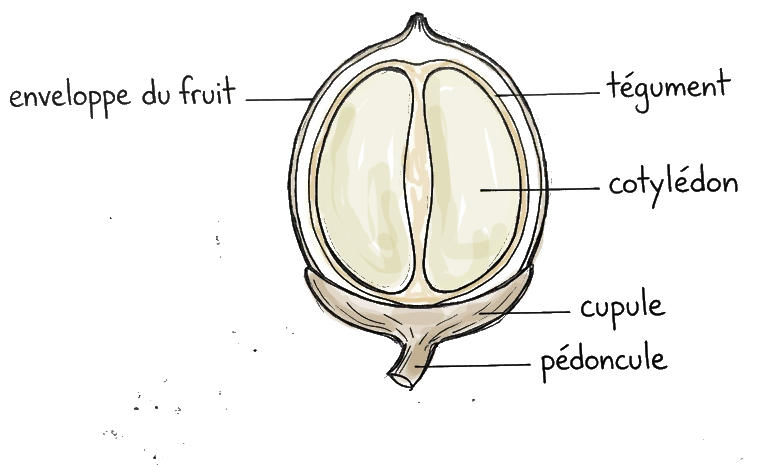coupe d'une graine, on y voit les différentes parties, dont le tegument