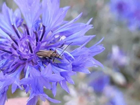 Bleuet des champs