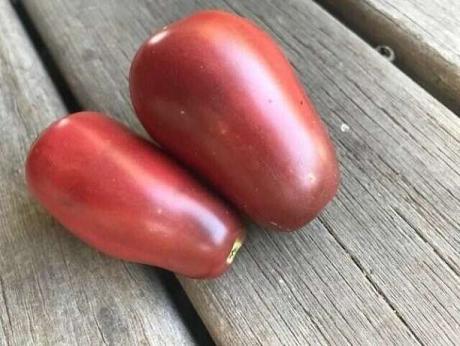 Tomate "Purple Russian"