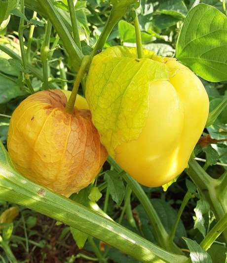 Tomatillo Queen of Malinalco