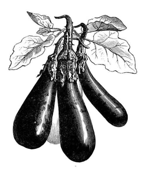 gravure ancienne d'aubergine en noir et blanc