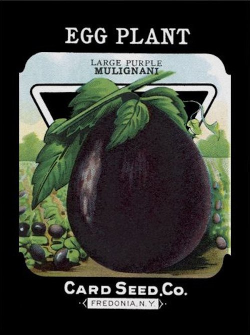 Paquet de semence d'aubergine de la firme card seed compagnie