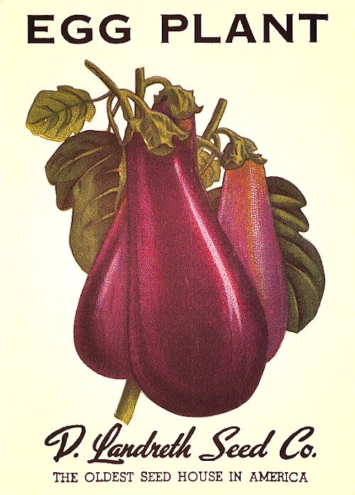représentation d'un ancien sachet de semence d'aubergine d'une firme américaine