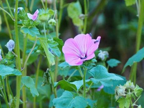 Lavatère ou Mauve Annuelle