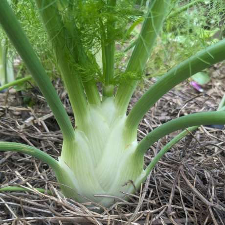 Fenouil Bianco Perfezione