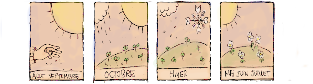 Semis de fin d'été en plein champs