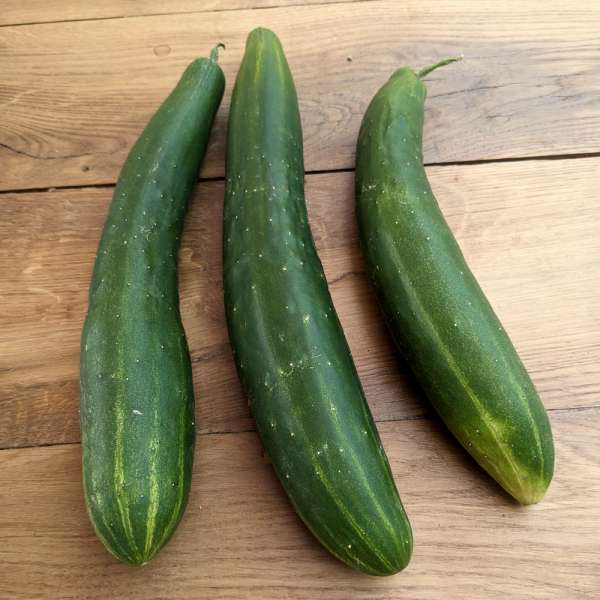 Concombre Natsu Fushinari