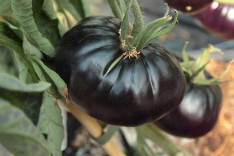 Tomate "Black Beauty"