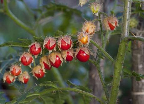 Morelle de Balbis