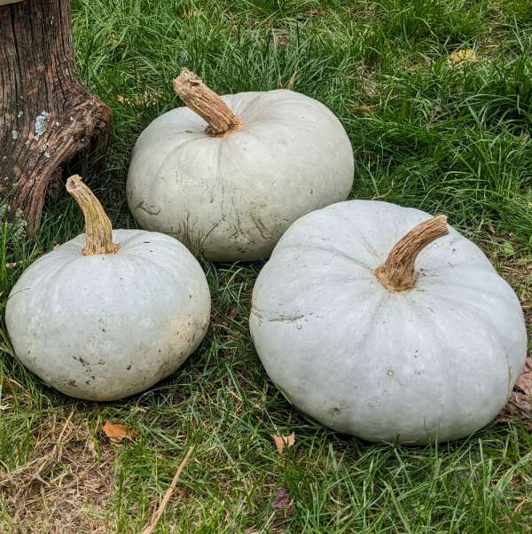 Courge Bleue de Hongrie
