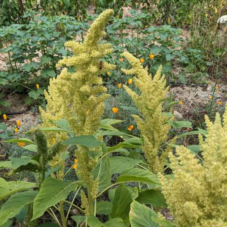 Amarante à éclater "Alegria"