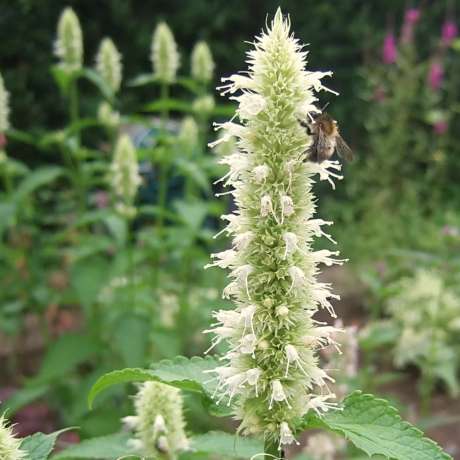 Agastache Fenouil à Fleurs Blanches