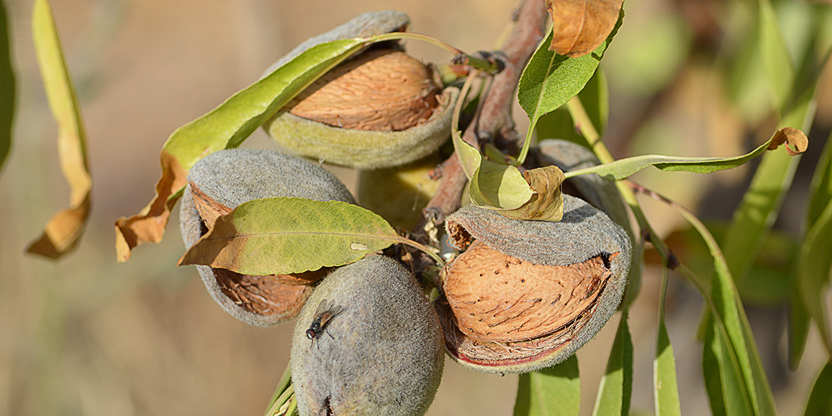 des amandes sur la branche