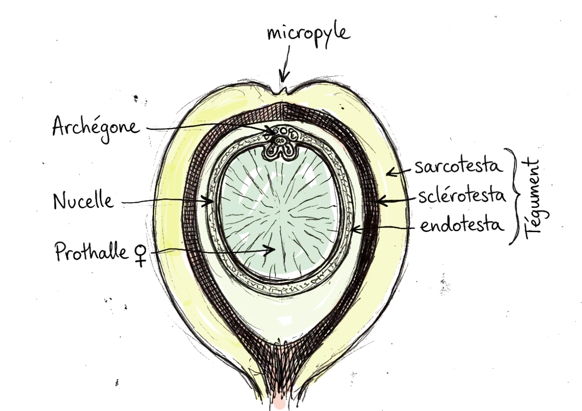 vue de coupe d'une ovule de plante