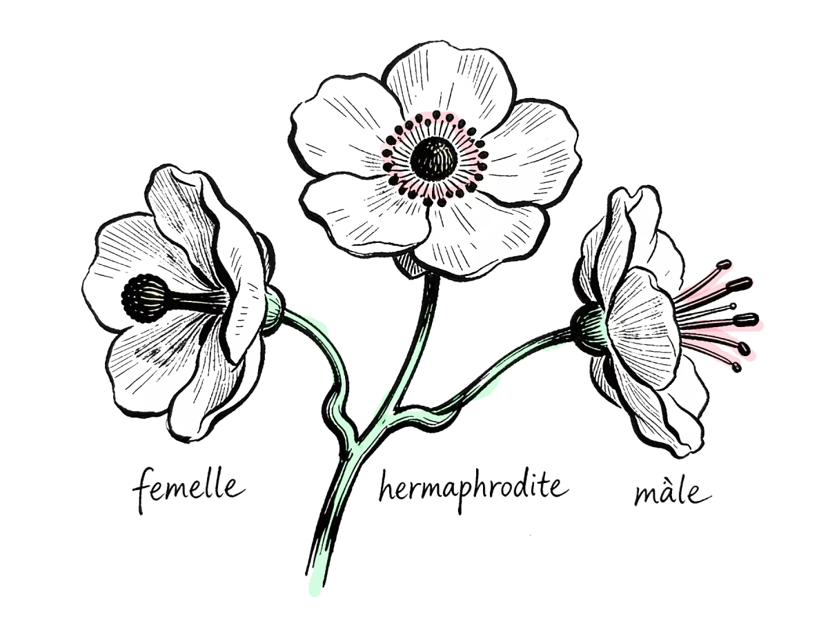dessin d'une plante trioïque, avec ces trois types de fleurs