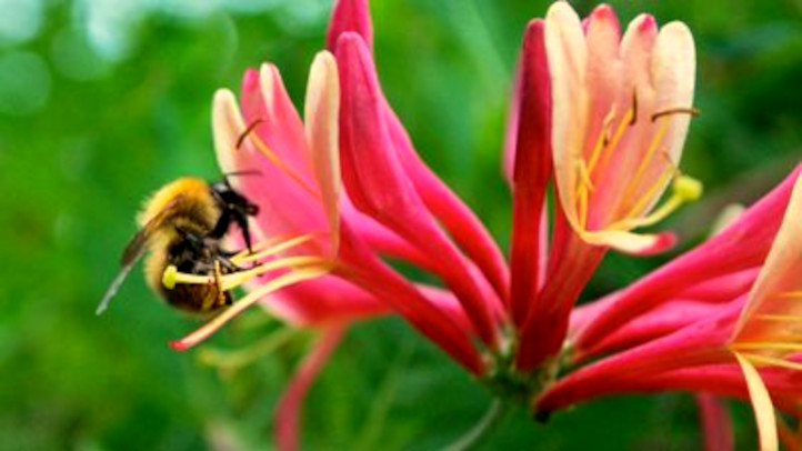 une abeille qui butine