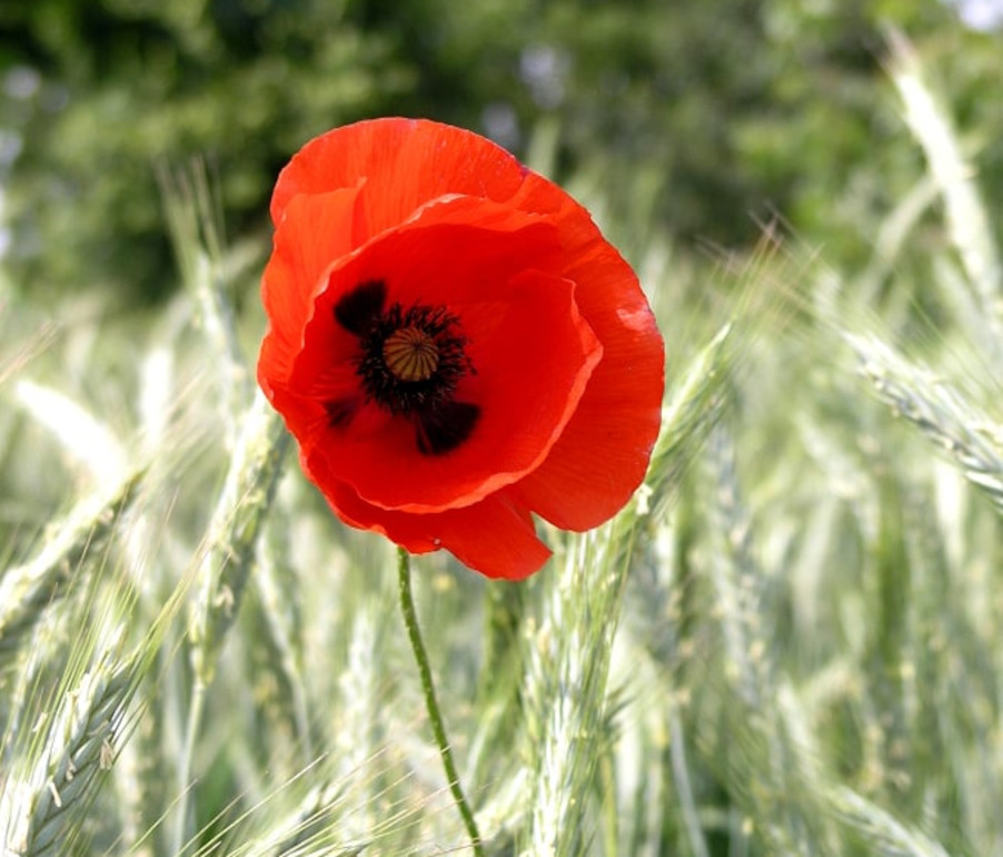 une fleur de coquelicot