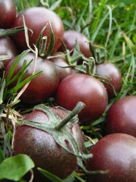 Tomate "Black cherry"