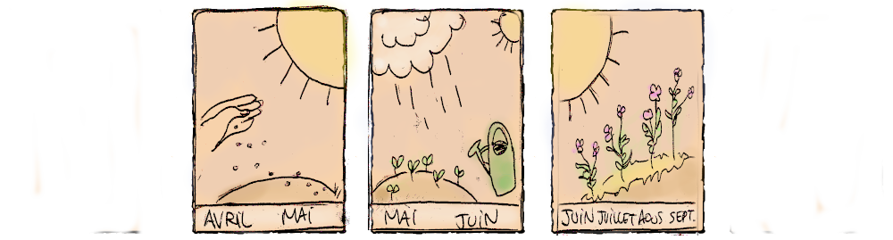 Semis en mai en pleine terre