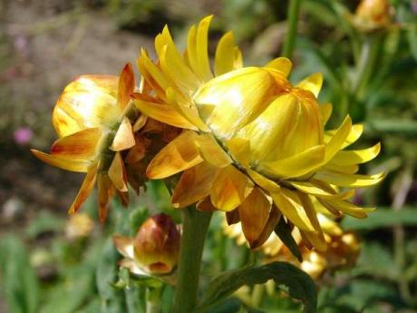 Immortelle à bractées