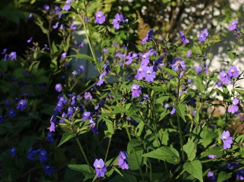 Browallie d'Amérique