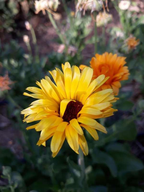 Souci, Calendula