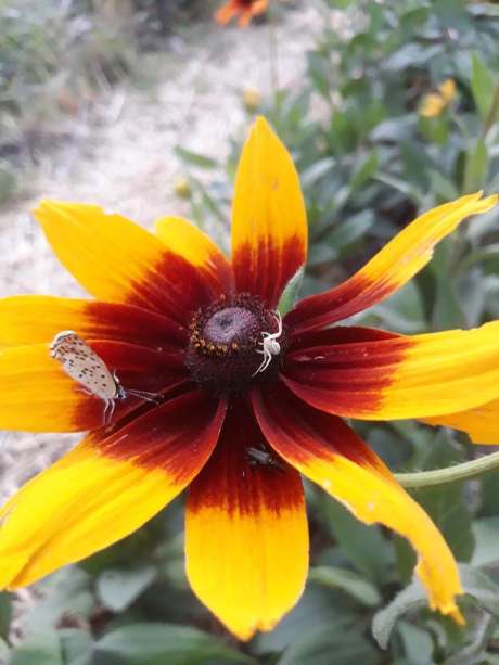 Rudbeckia