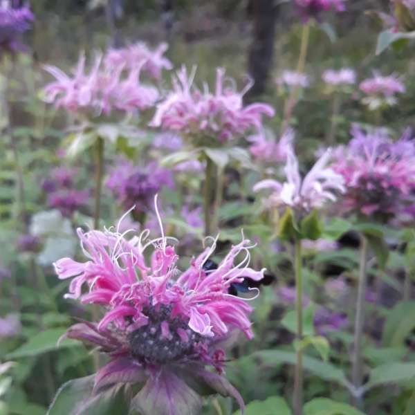Monarde fistuleuse aux couleurs variées