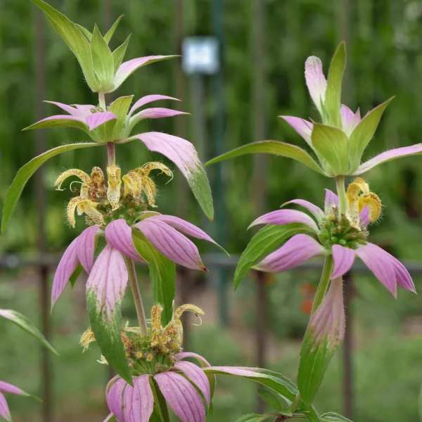 Monarde punctata