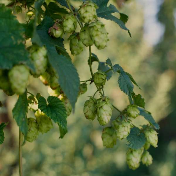 Houblon