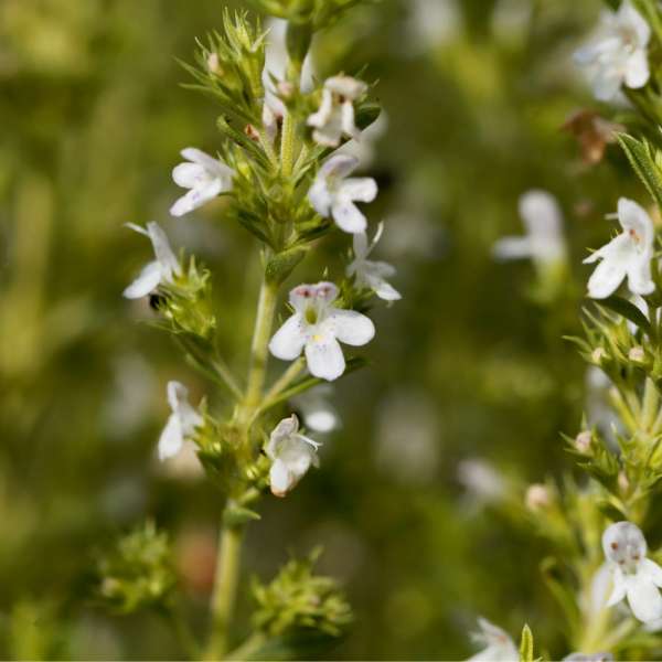 Sariette des montagnes