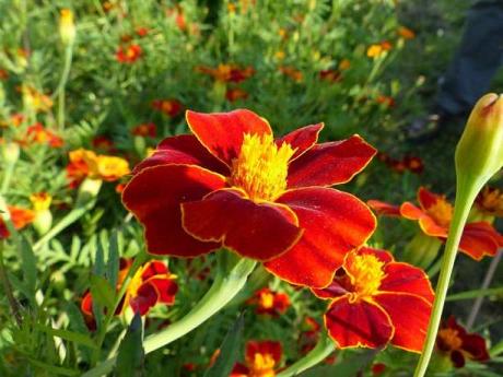 Tagetes linnaeus