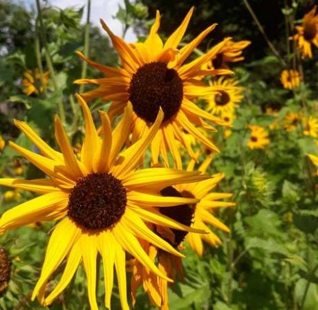 Tournesol à petites fleurs jaunes