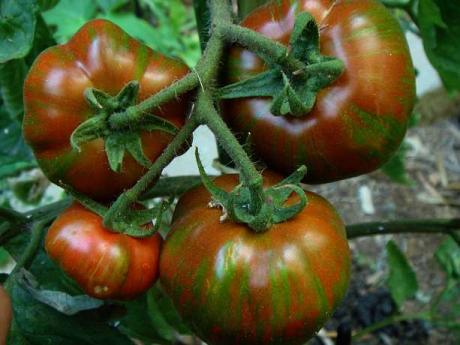 Tomate "Black zebra"